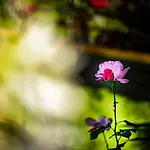 Quinta Girassol By Ymr בית נופש