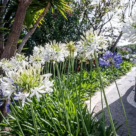 Quinta Girassol By Ymr Holiday home Ponta do Sol (Madeira)