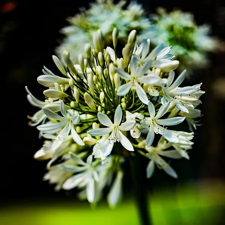 Quinta Girassol By Ymr Semesterbostad Ponta do Sol (Madeira)