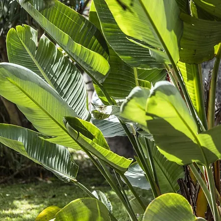Quinta Girassol By Ymr Ponta do Sol (Madeira)