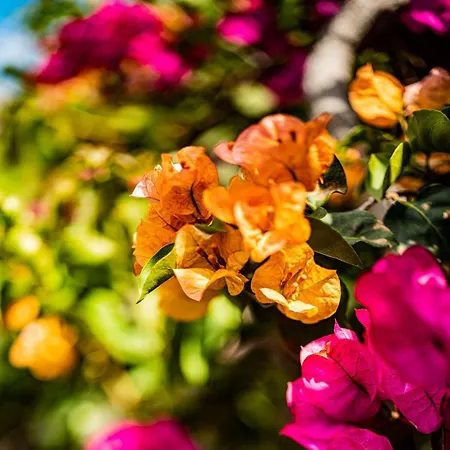 Quinta Girassol By Ymr Semesterbostad