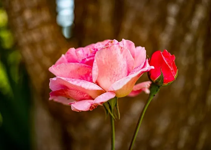 Quinta Girassol By Ymr Ponta do Sol (Madeira)