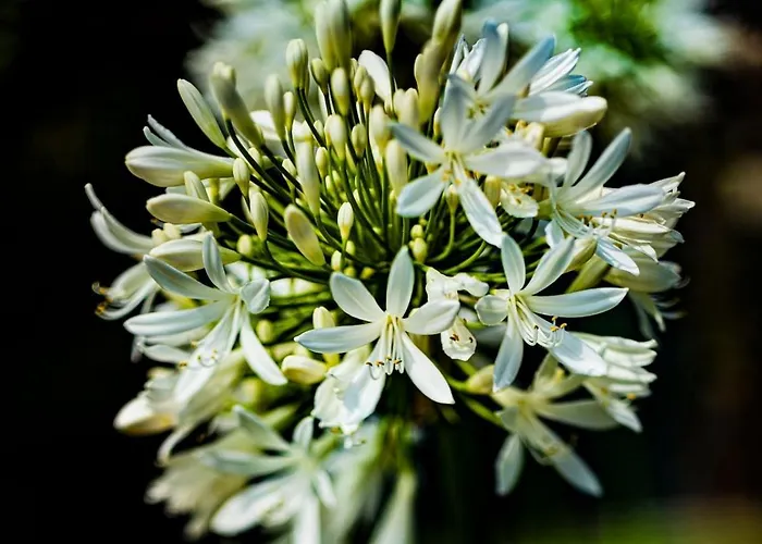 Quinta Girassol By Ymr Prázdninový dům Ponta do Sol (Madeira)
