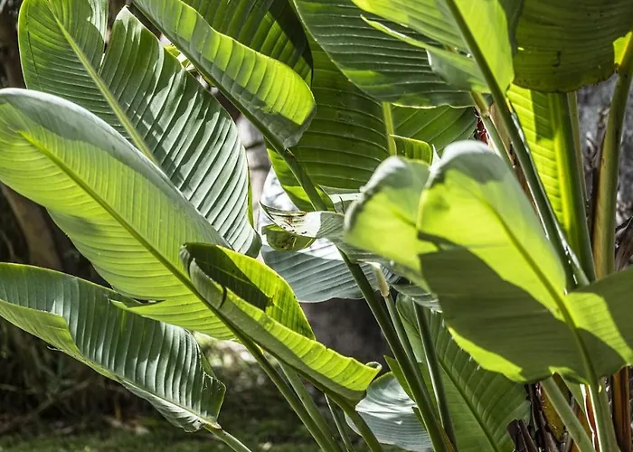 Quinta Girassol By Ymr Ponta do Sol (Madeira)